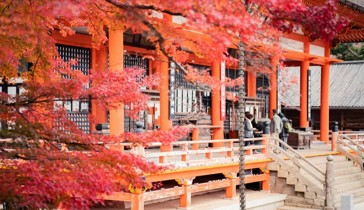 Alberi di acero, Tempio Osaka