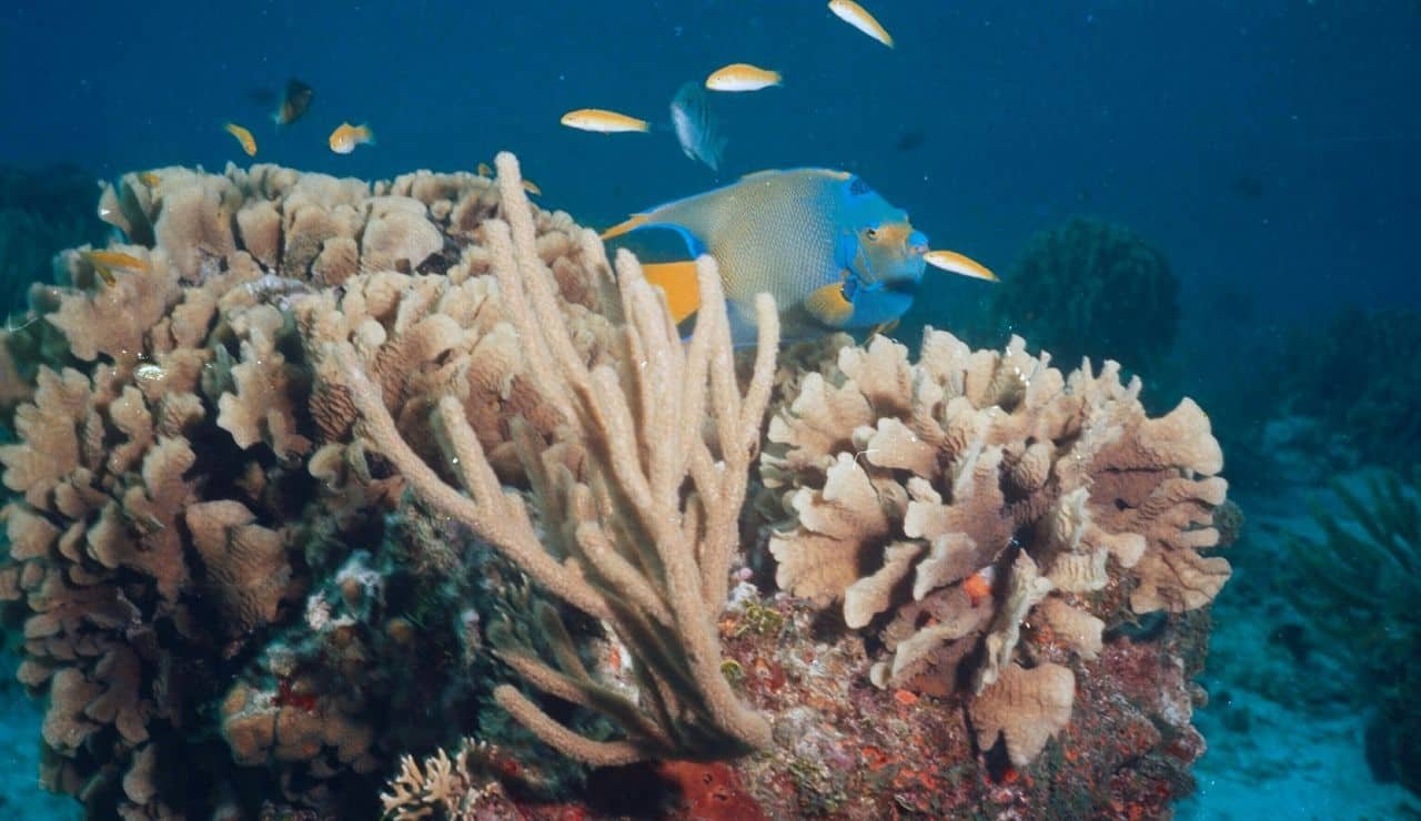 Barriere coralline Maldive