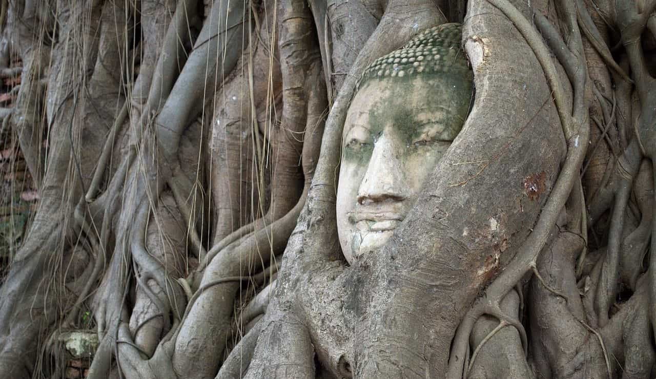 Budda decapitato tra le radici di un albero