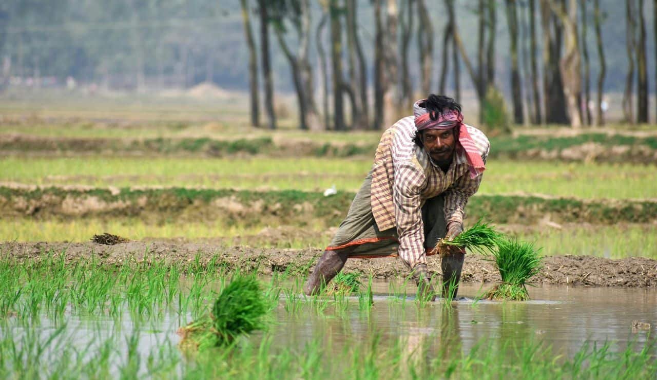 Coltivazione di riso Coltivazione di riso