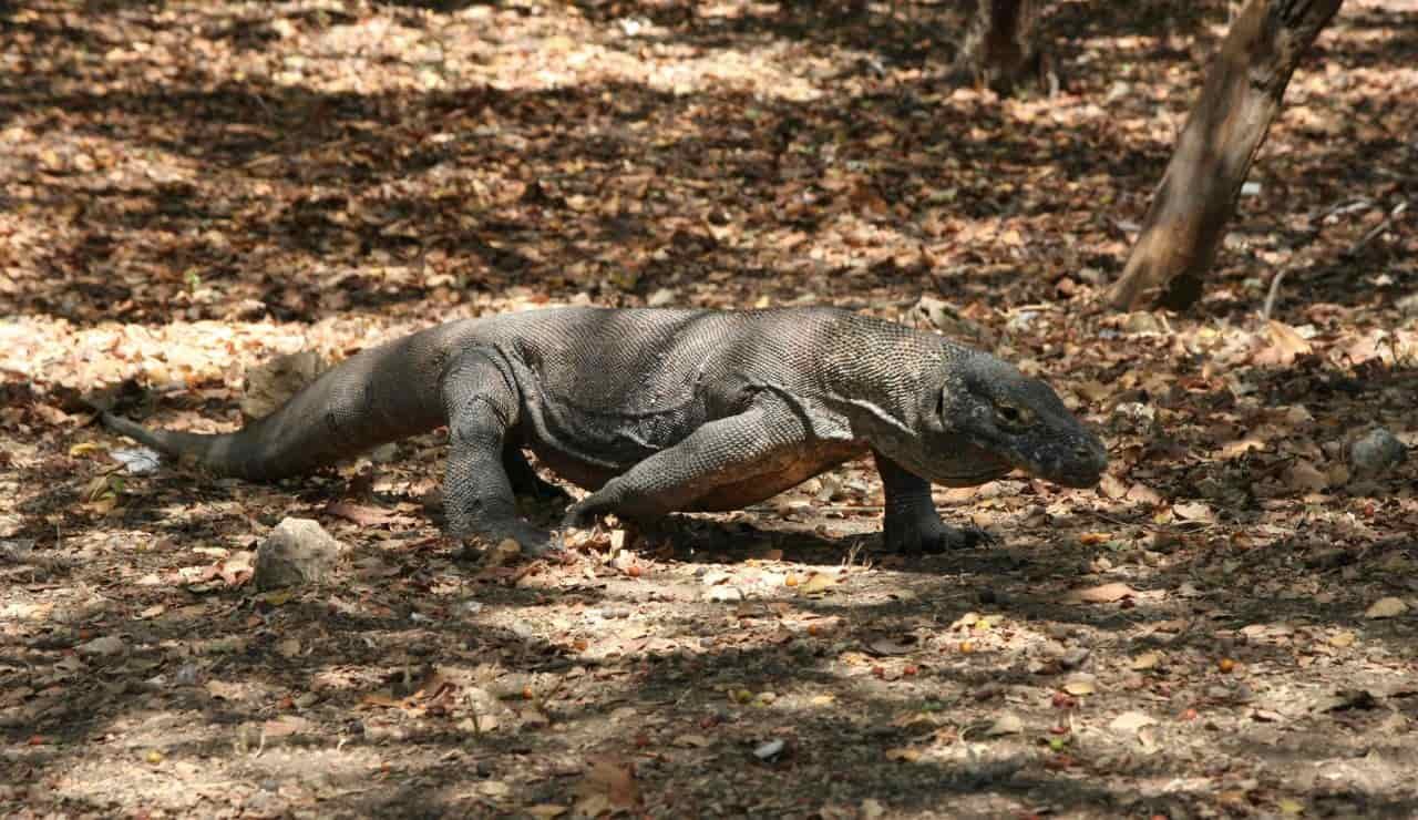 Drago di Komodo