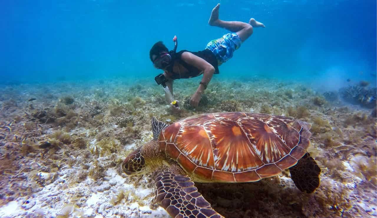 Fauna marina tartaruga