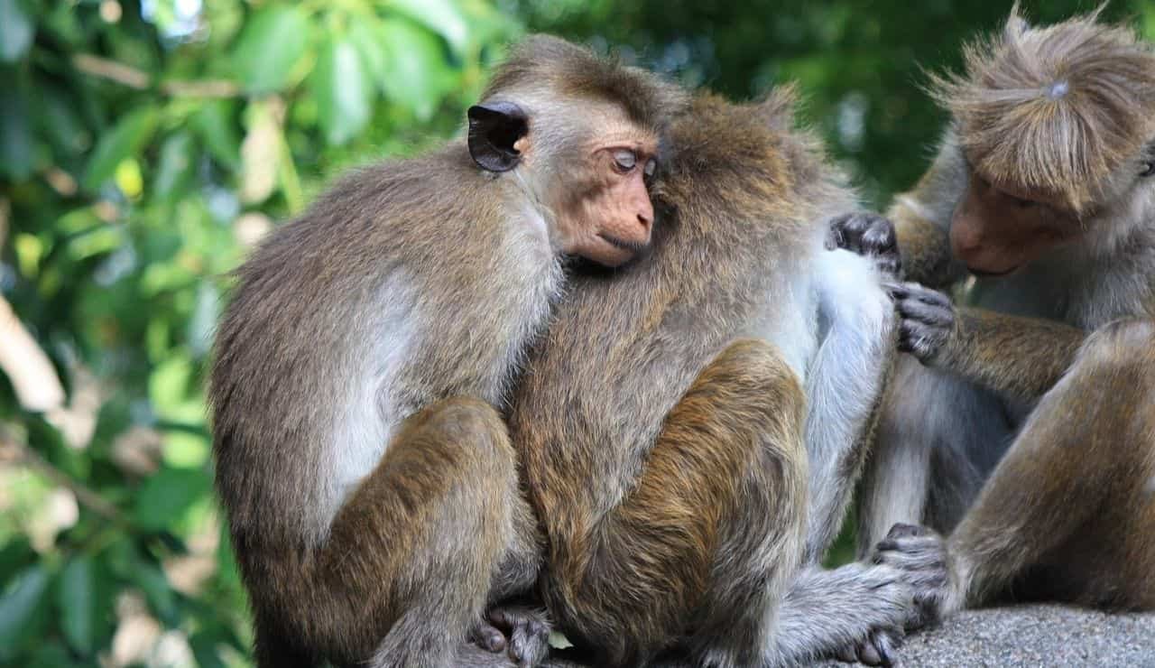 Fauna selvatica Sri Lanka
