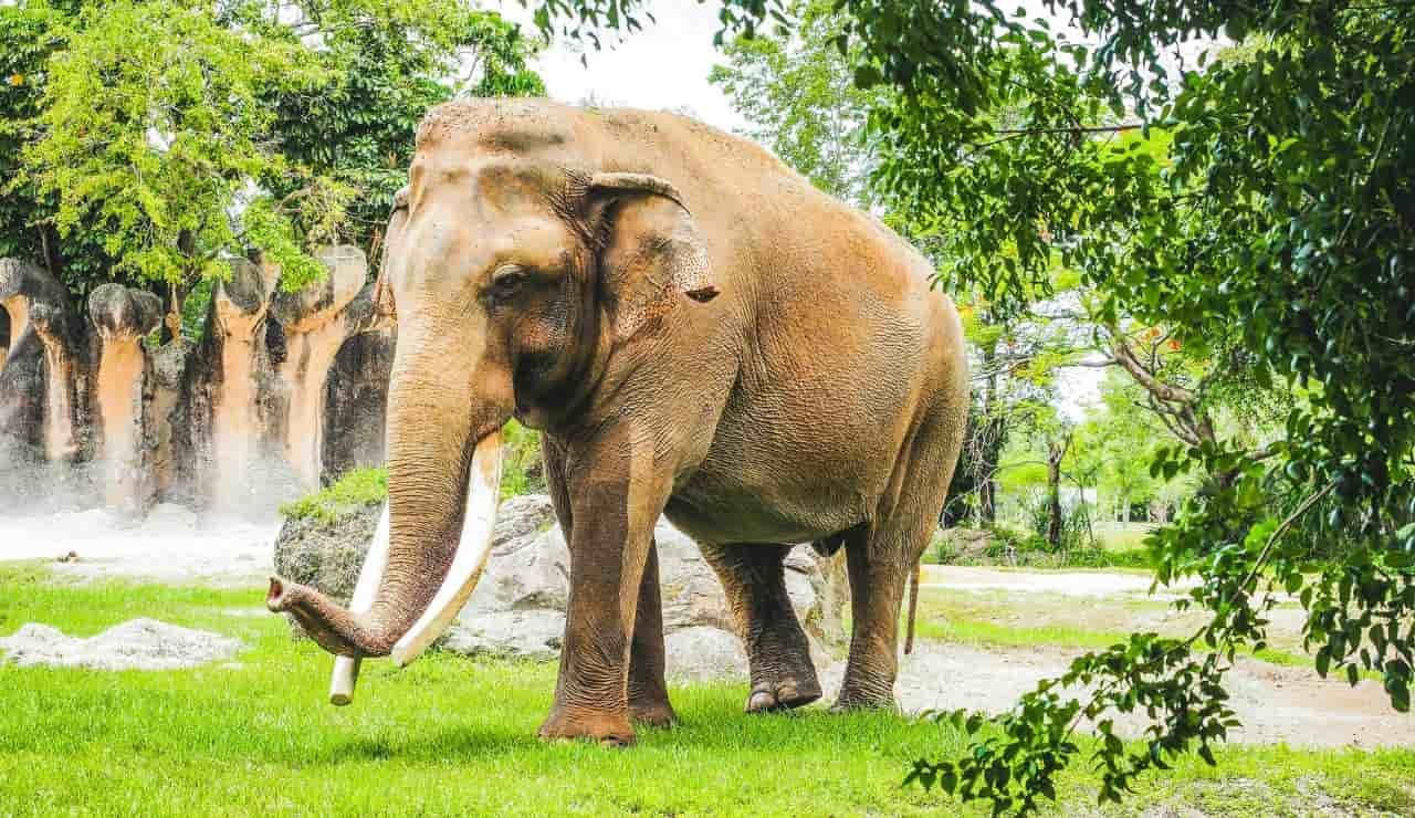 Fauna tailandese, elefante