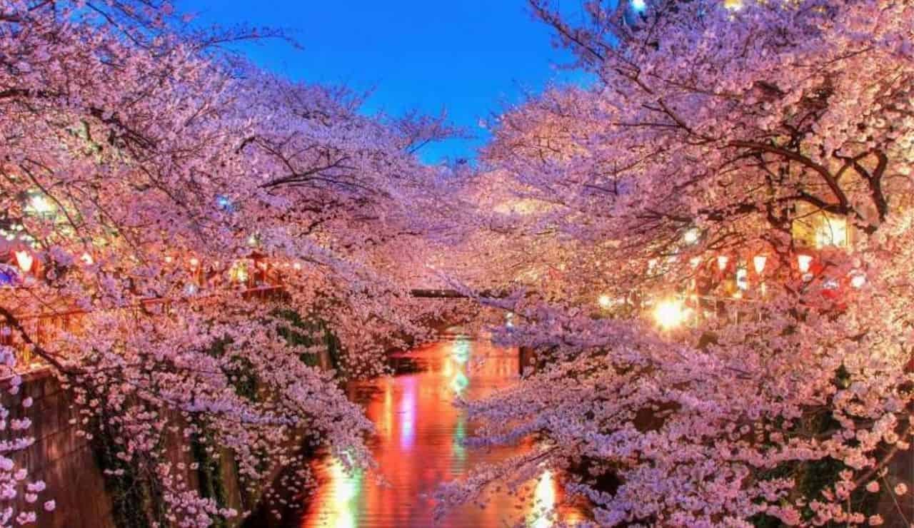 Festival dei Fiori di Ciliegio.