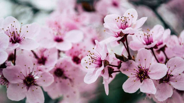 Il significato dei fiori di pesco in Cina e in Asia: simboli e leggende Fiori di pesco