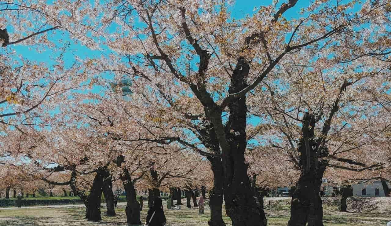 Fioritura dei ciliegi Hokkaido Giappone