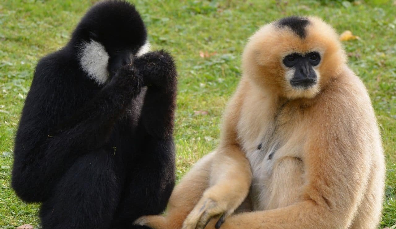 Gibbone dalle guance bianche