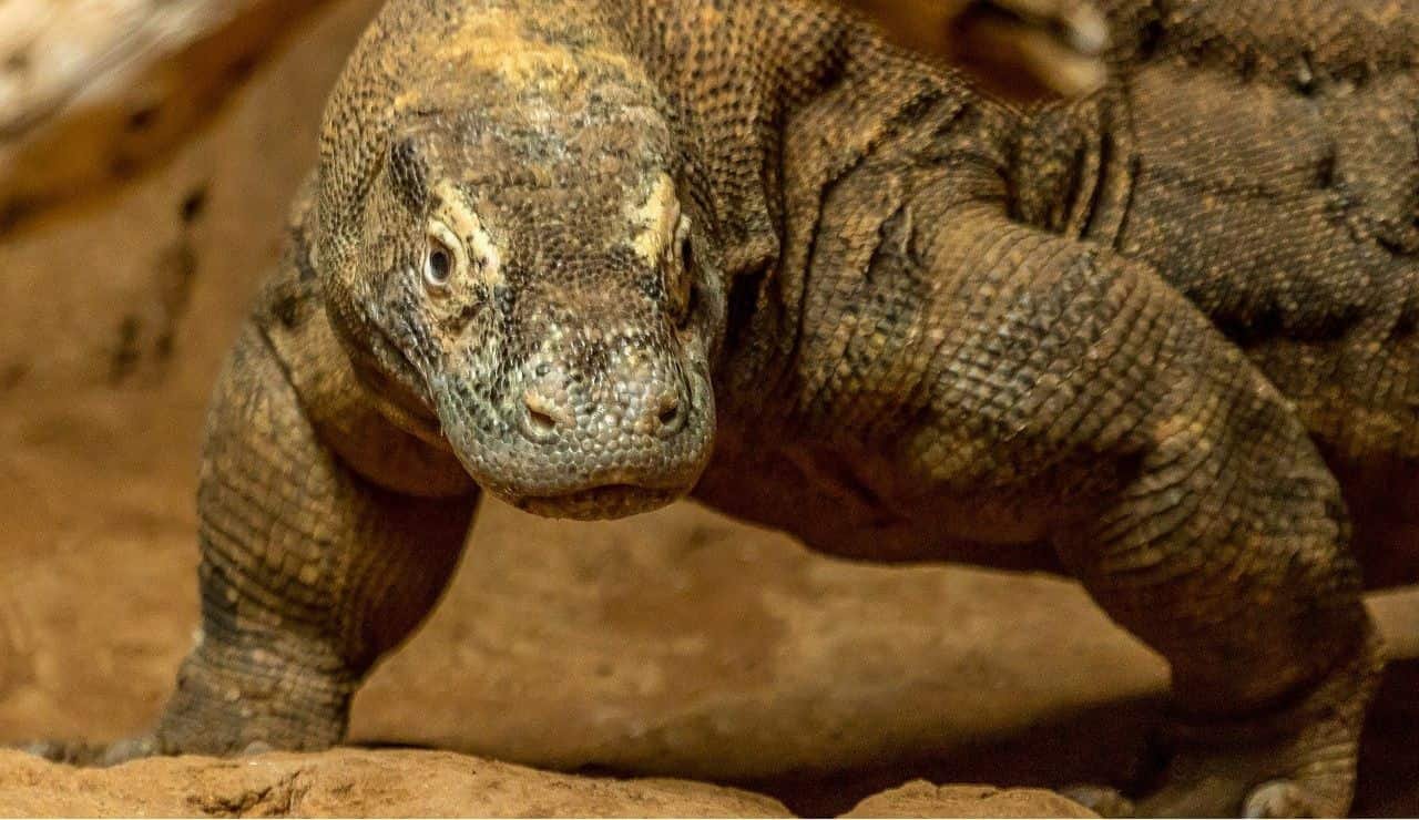 I varani di Komodo