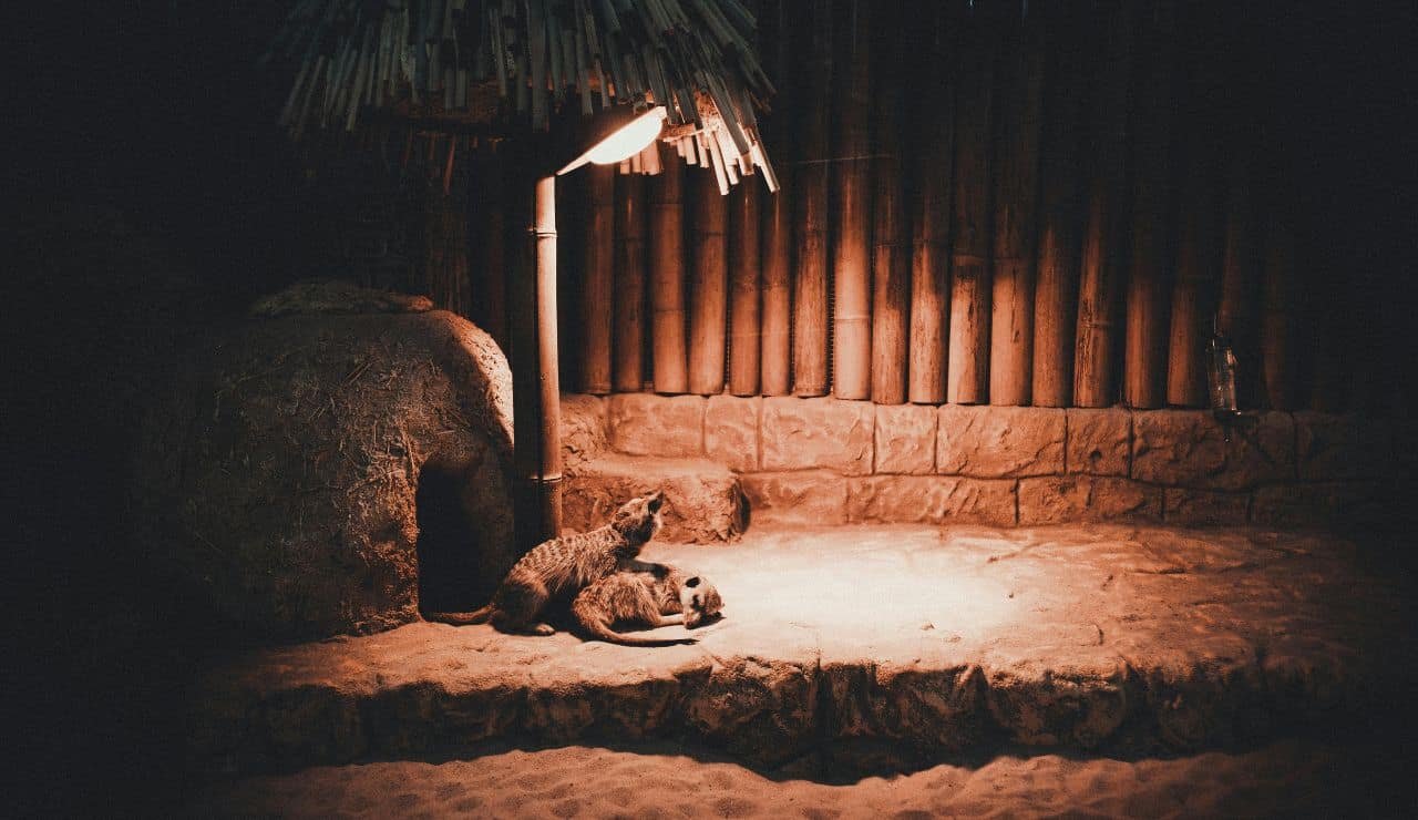 Il Night Safari, una delle attrazioni più popolari di Singapore