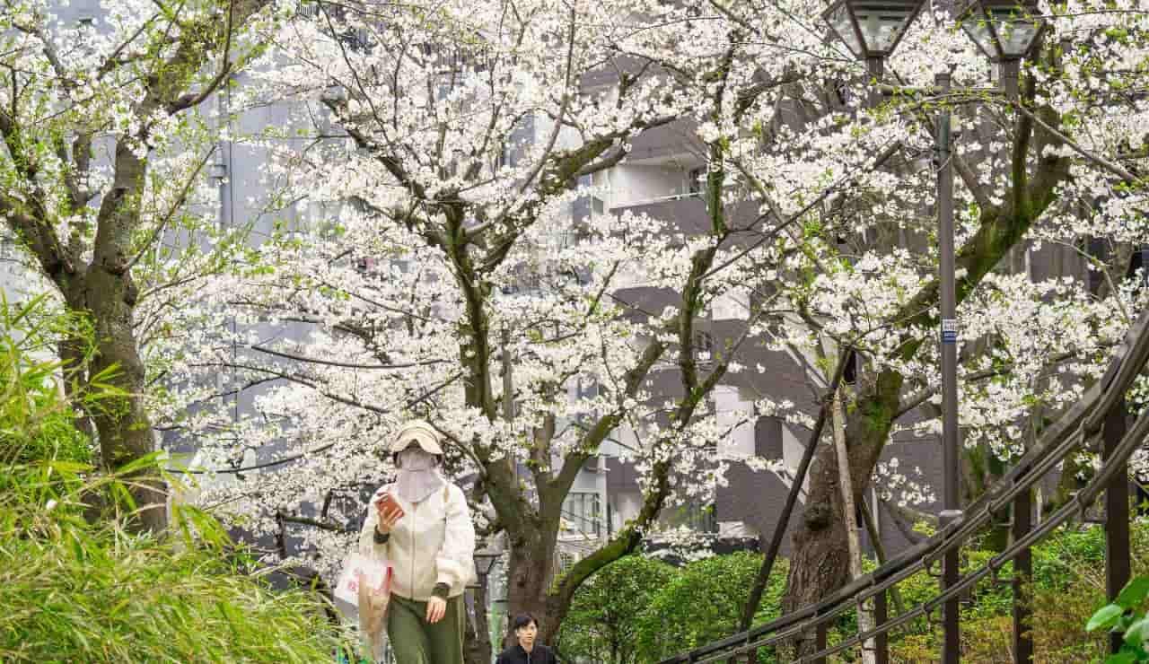 Migliori posti da visitare in Asia in primavera, fioriture dei ciliegio