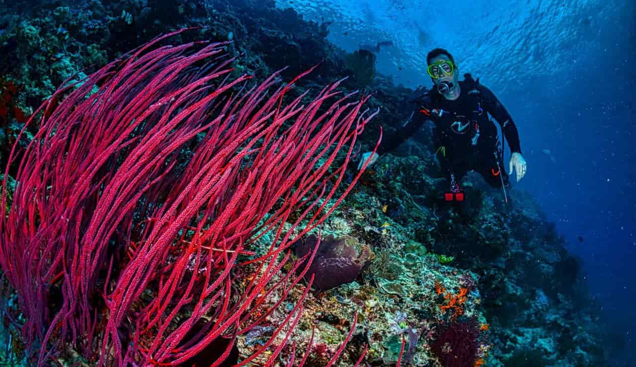 Snorkeling e immersioni, Indonesia