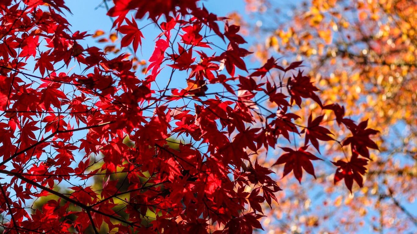 Tradizione Koyo delle foglie colorate