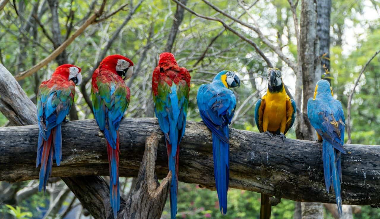 Uccelli della Tailandia