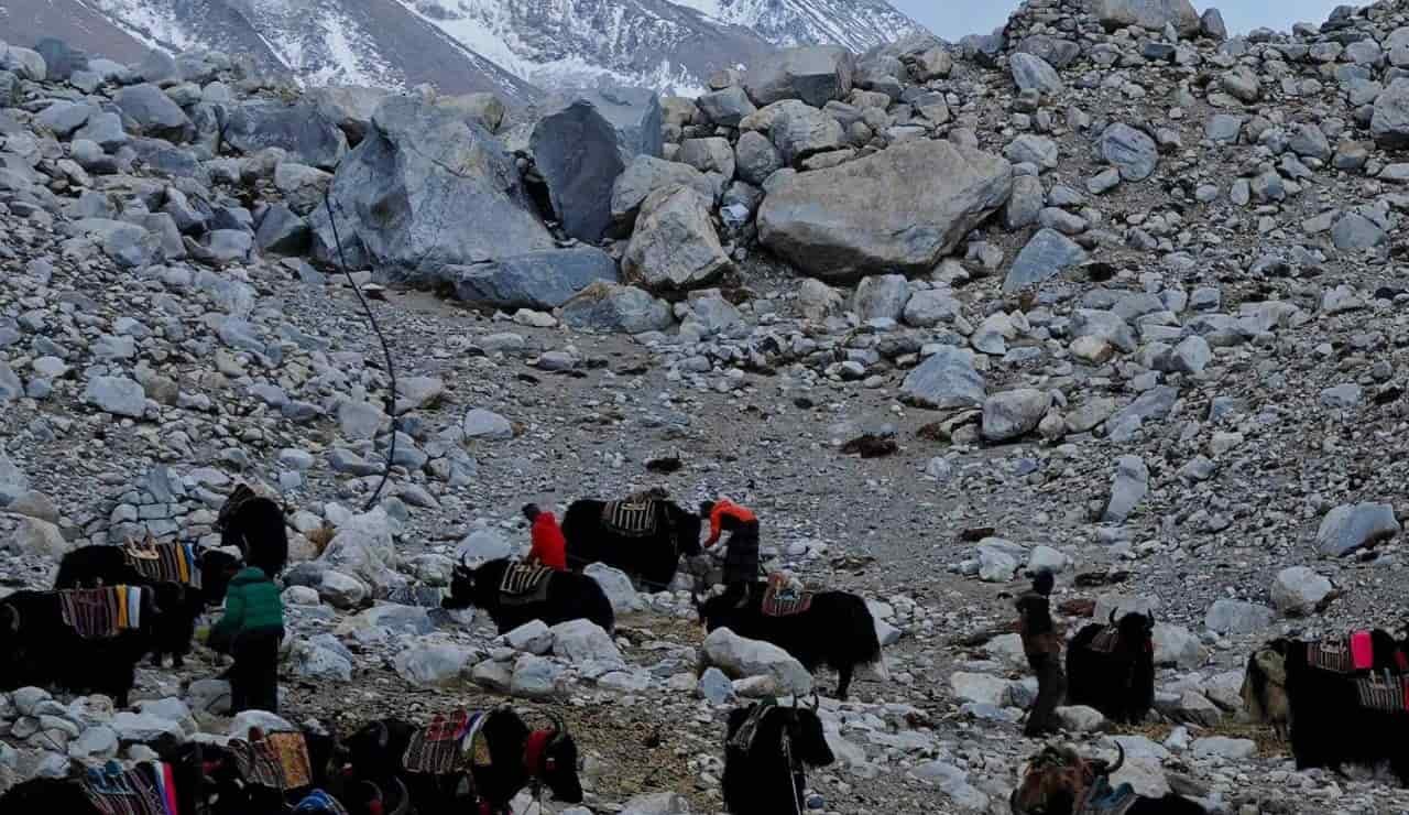 Yak al pascolo vicino al campo base del monte Everest