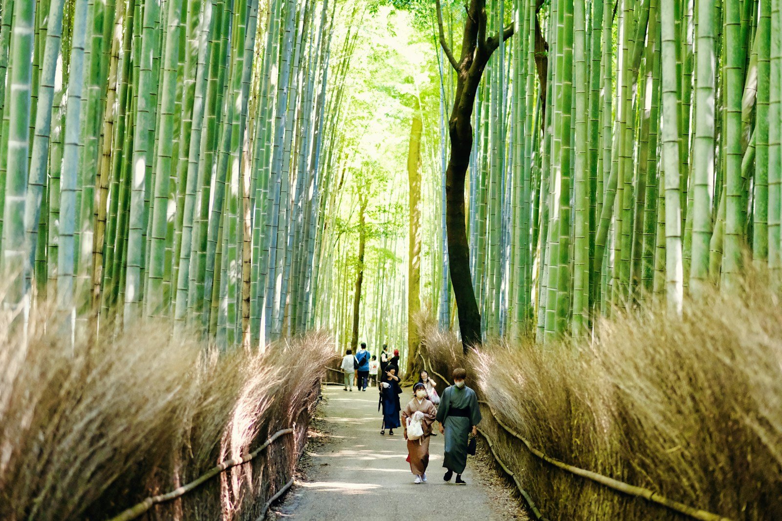 Persone che camminano nel bosco di bambù di Arashiyama, a Kyoto