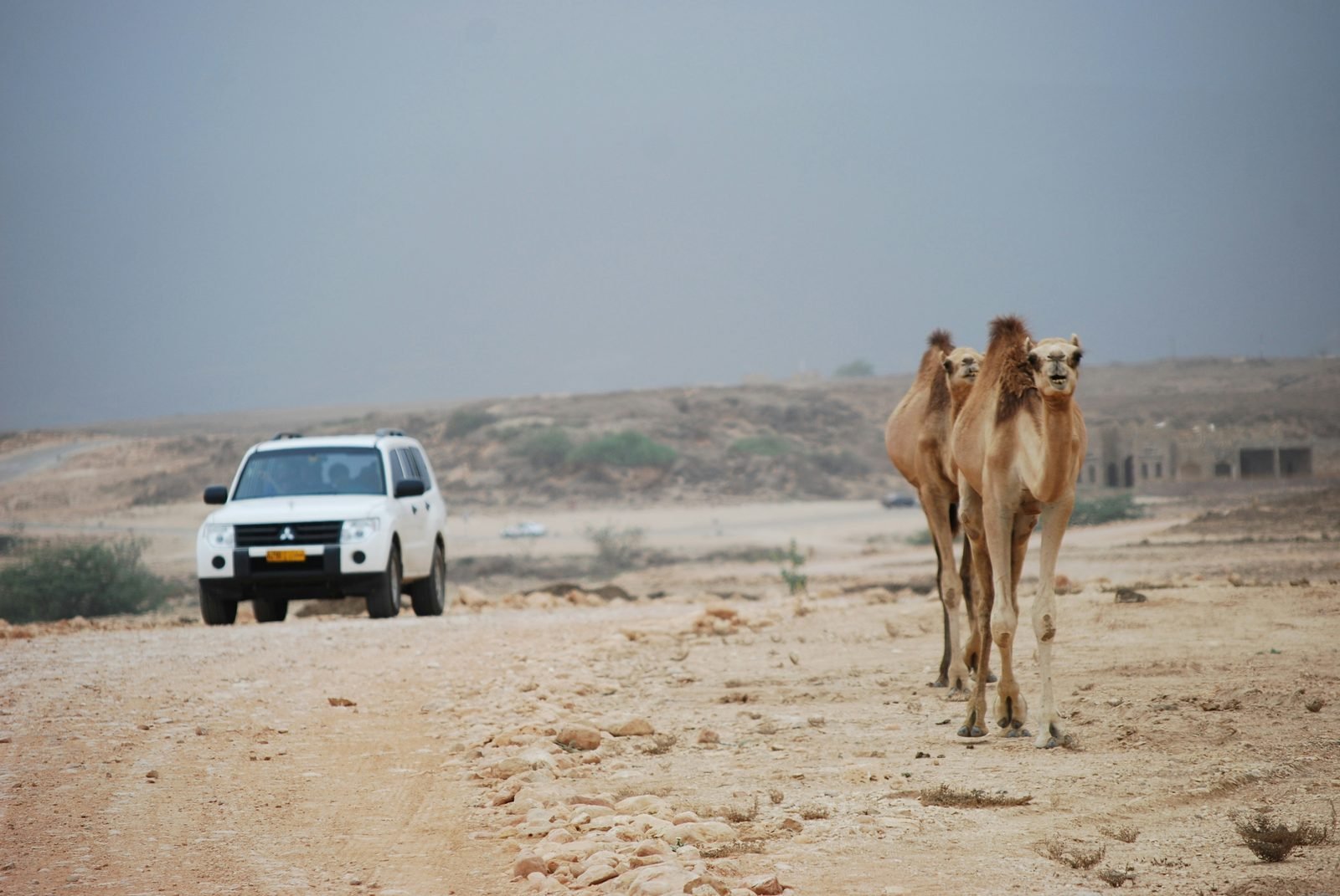 noleggio auto oman Noleggio auto in Oman: serve il 4x4? Prezzi, patente e regole (2026) Due cammelli sulla strada accanto a un fuoristrada bianco vicino a Salalah, in Oman