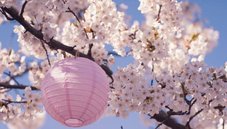 fiori di ciliegio cucinareramen.it