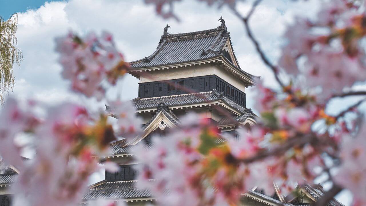 hanami ammirare i fiori di ciliegio in Giappone cucinareramen.it