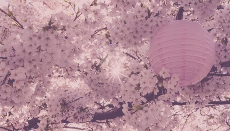 leggenda della dea che fa sbocciare i ciliegi cucinareramen.it