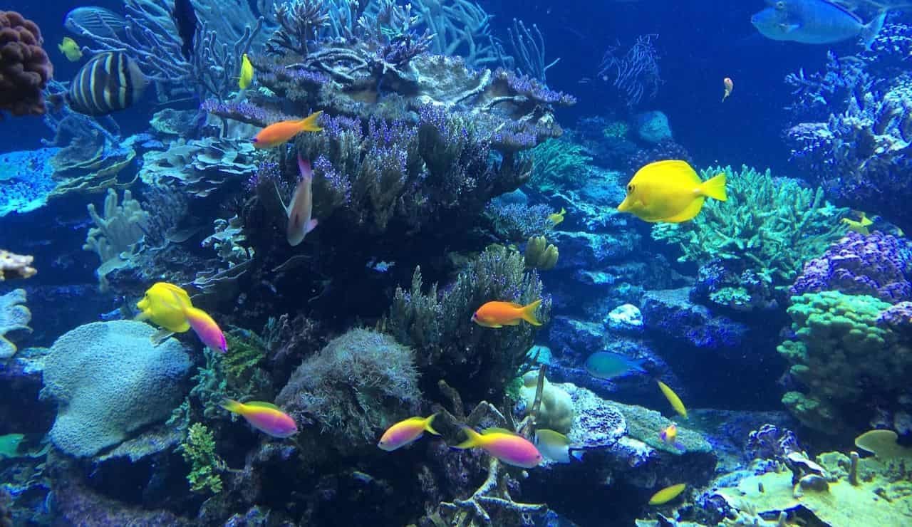 ùSnorkeling e immersioni in acque incontaminate