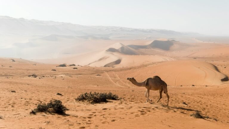 Un dromedario cammina tra le dune di sabbia di Wahiba Sands in Oman